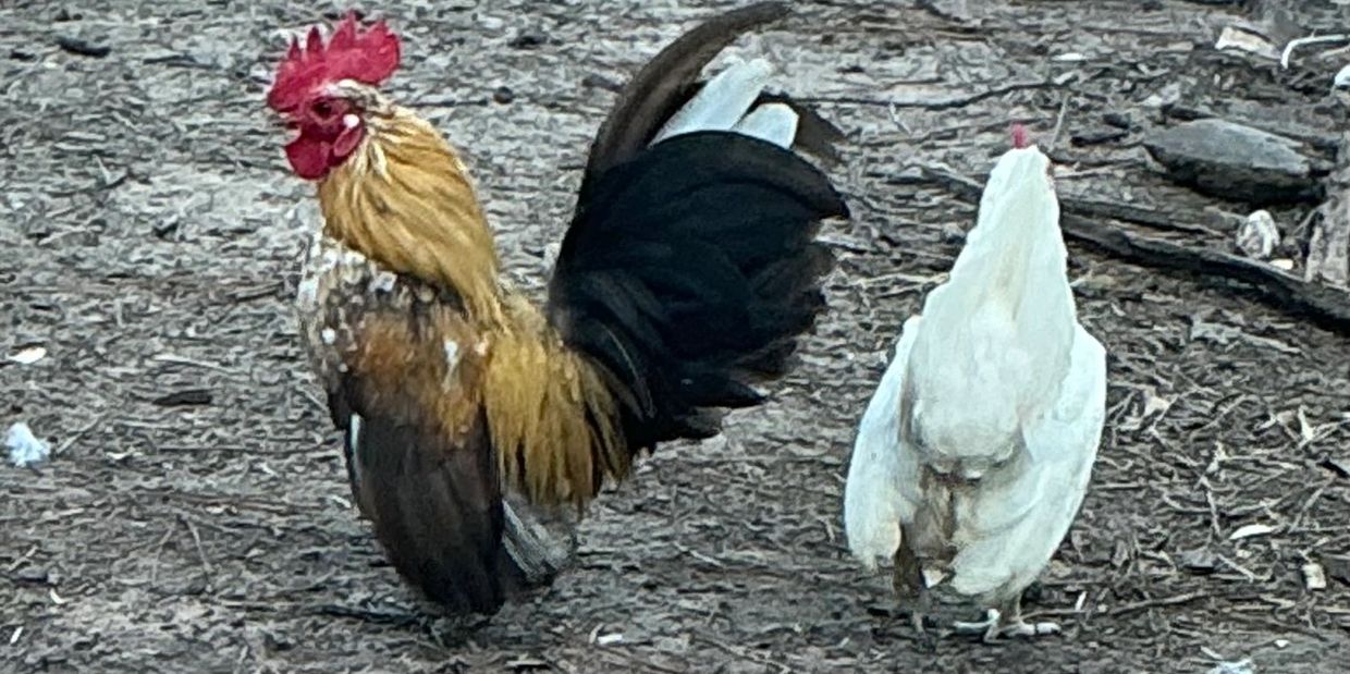 A rooster and a white hen standing on dirt ground outdoors.