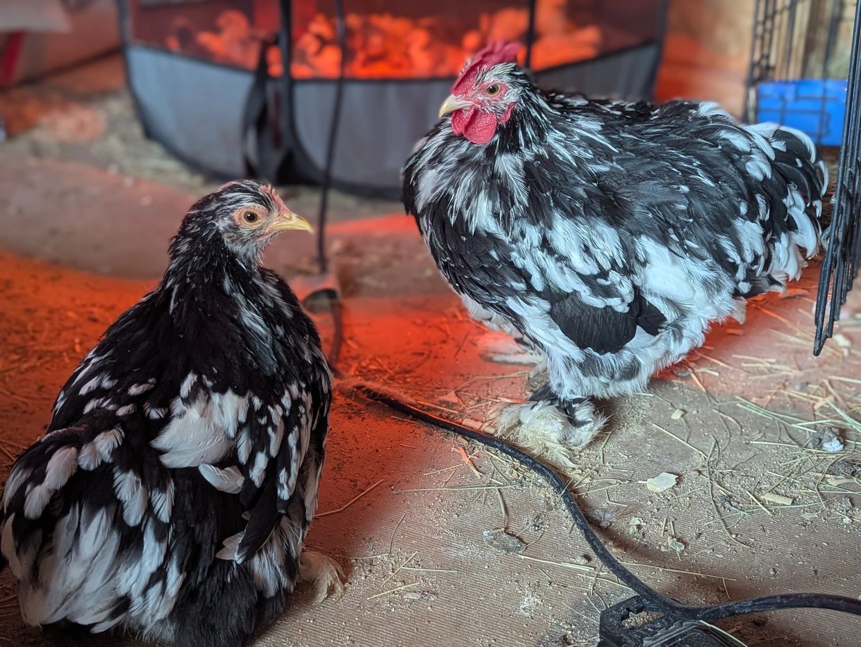 Two black and white speckled chickens indoors near a heat lamp.