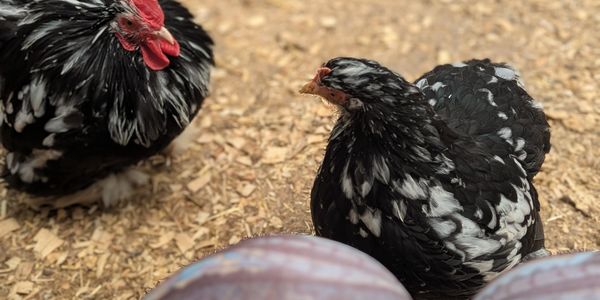 Two black and white speckled chickens on wood shavings.