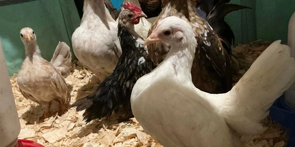 A group of chickens standing on wood shavings inside a coop.
