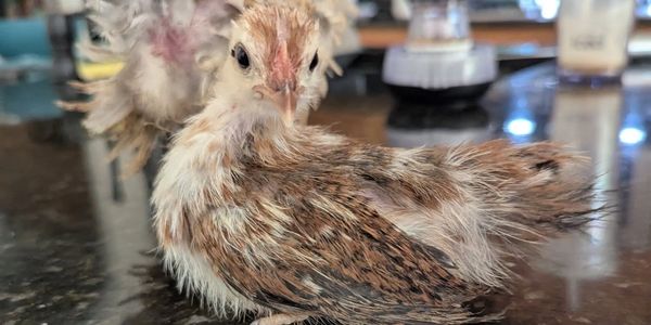 Two young chickens resting on a kitchen counter with a blurred background.