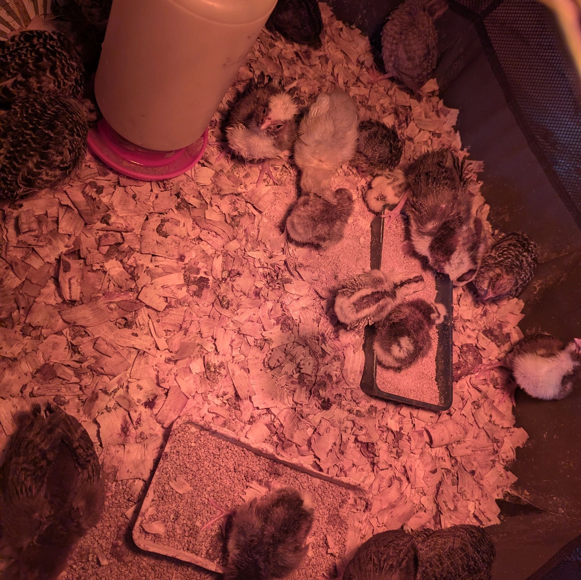 Brooder of babies 