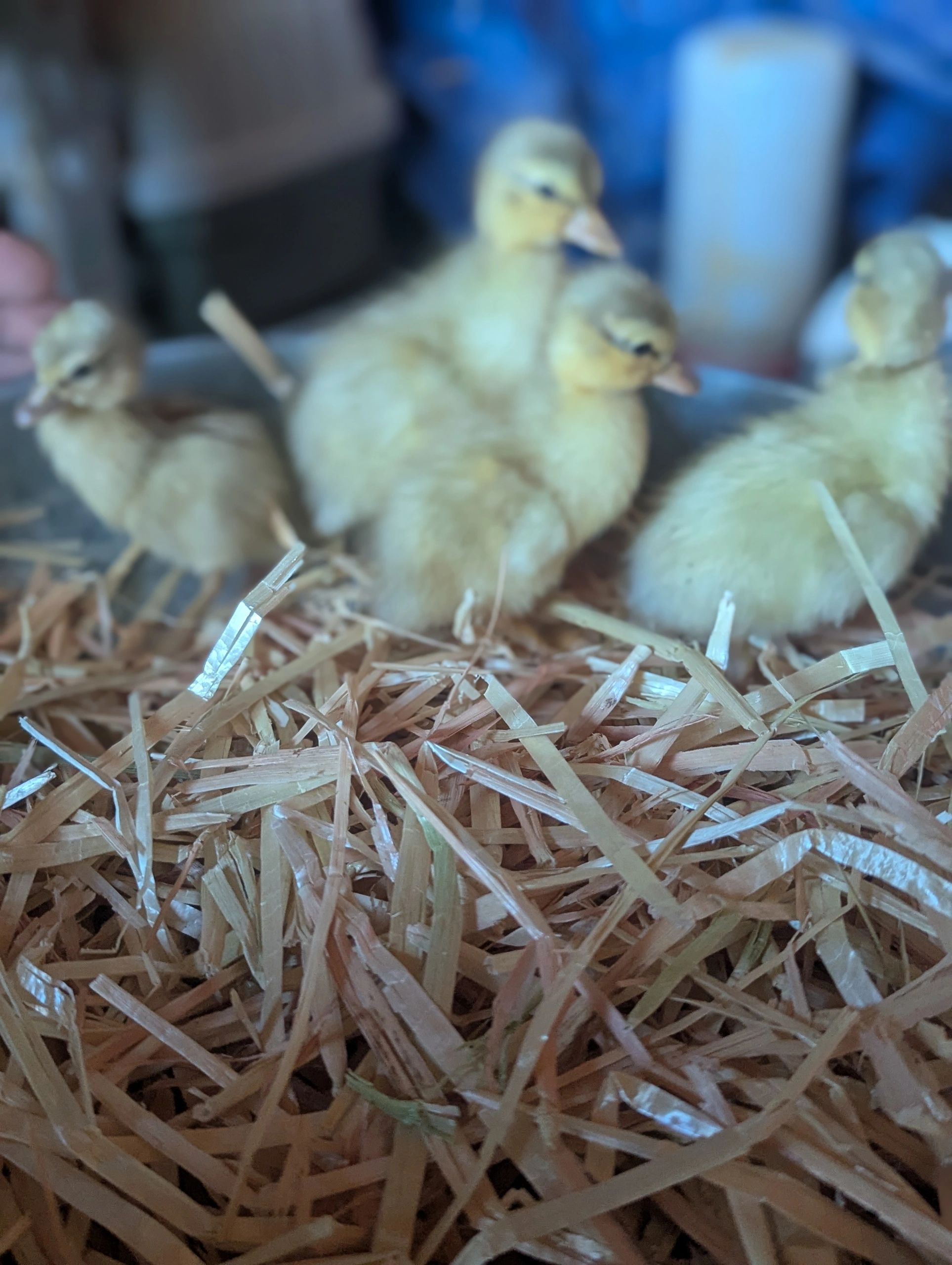 We have lots of pastel call ducklings, turkey poults and a few polish chicks left. 