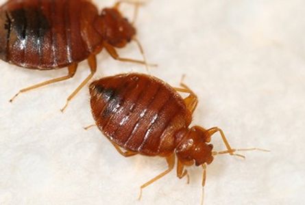 bed bugs 