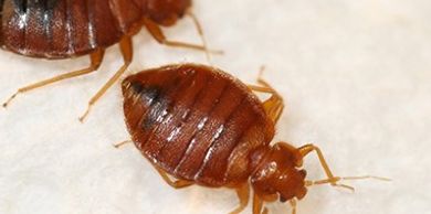 Bed Bug