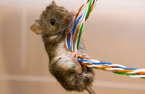 Mouse climbing wires