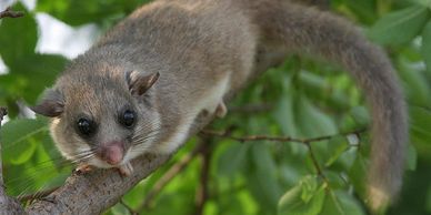 Glis Glis in tree