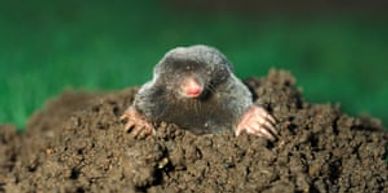 mole popping out a hole