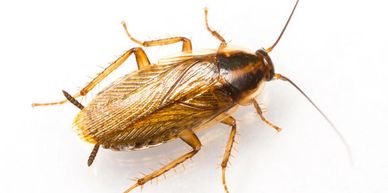 Cockroach