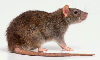 rat