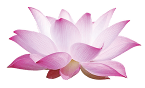 Pink Lotus Alternative Care
Topical Butters and More...