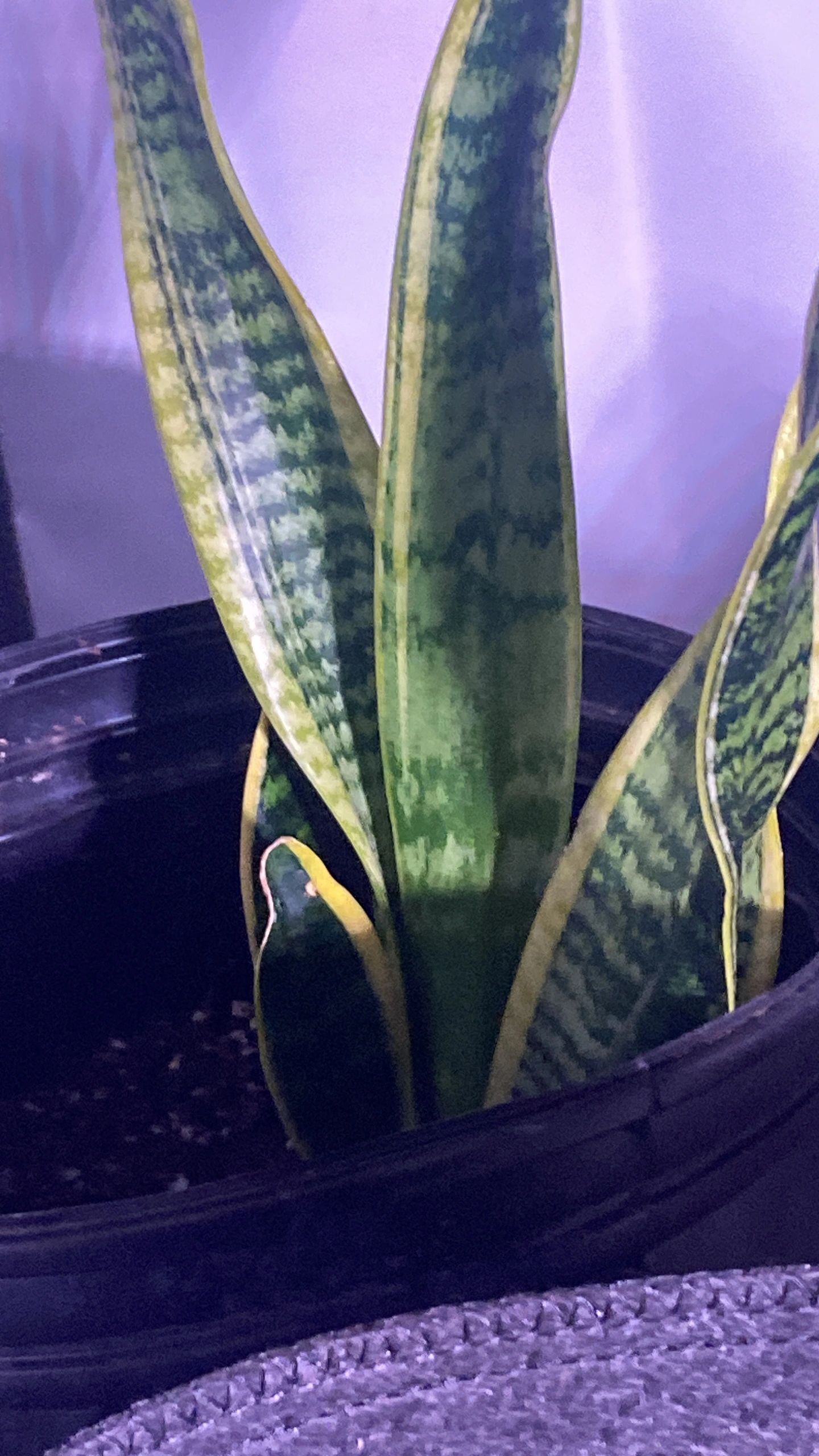 Snake plant 