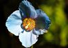 Blue Poppy