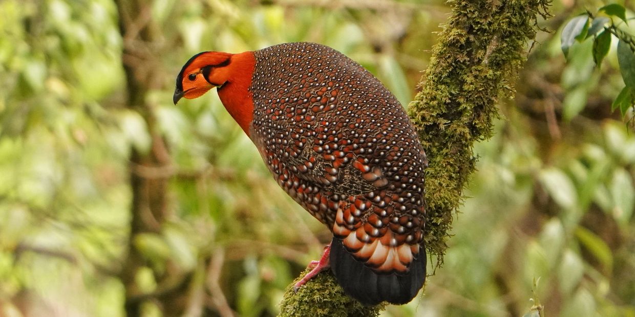 A vibrant bird with a speckled body perched on a mossy branch.