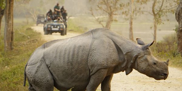 A rhino on a safari road with vehicles behind.