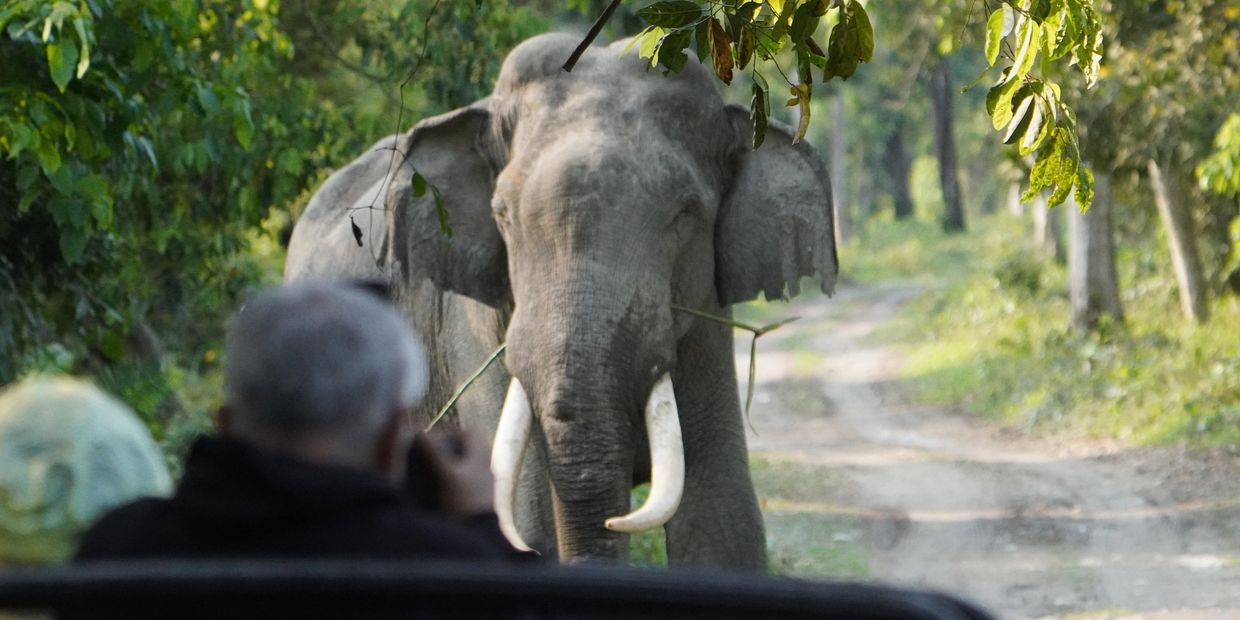 An elephant on a forest path observed by tourists.