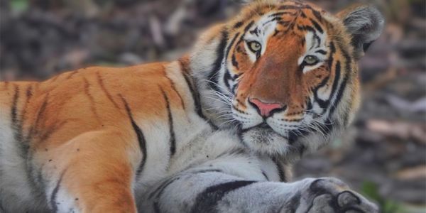 Close-up of a resting tiger looking at the camera.