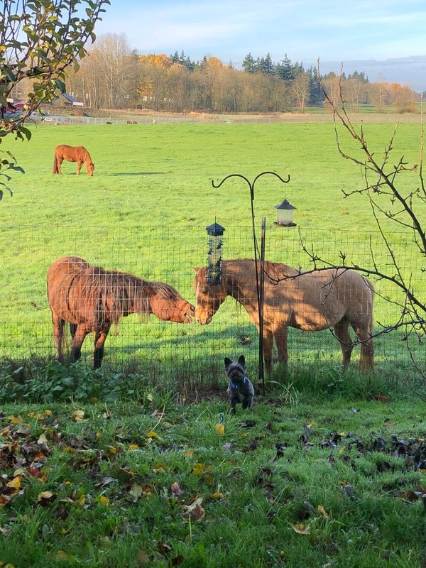 Rocky is visiting with our friendly horse neighbors.