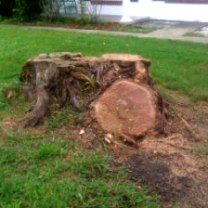 Best way to remove pine stumps, Satellite Beach FL