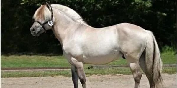 Tolgar our  Gray Dun Norwegian Fjord Stallion with a Blue Ribbon in Confirmation and Movement.