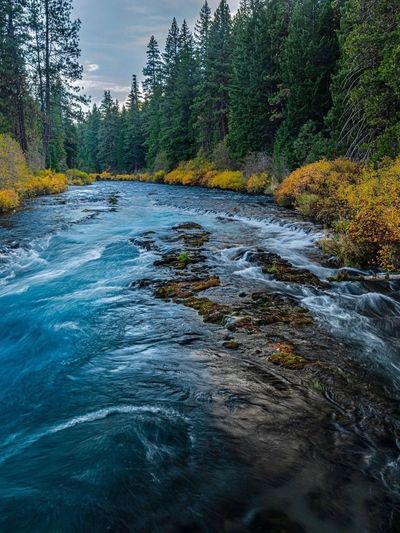 Beautiful natural river flowing through forest.