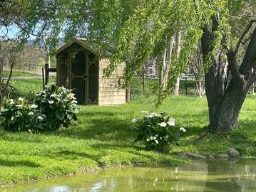 Small wooden shed near a tree by a pond in a green garden.