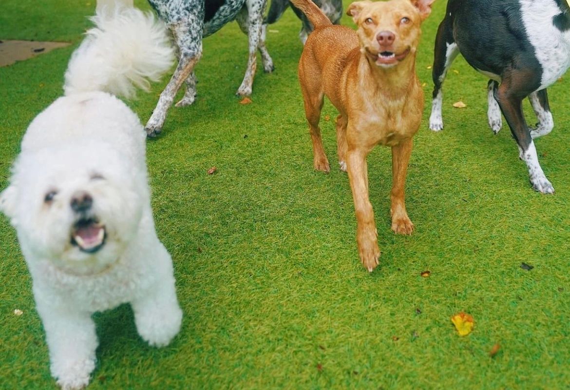 Glam Pet Groom Dog Grooming, Dog Bather