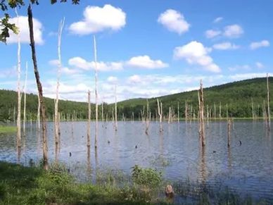 Lake with tree trunks sticking out of the water under a blue sky.