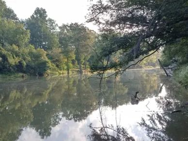 Calm river reflecting lush green trees under a soft, serene sky.