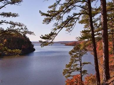Scenic lake view framed by tall pine trees in autumn.