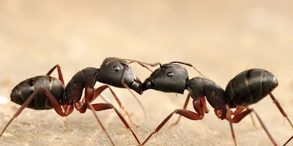 Ants