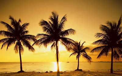 Palm trees at sunset by the beach.