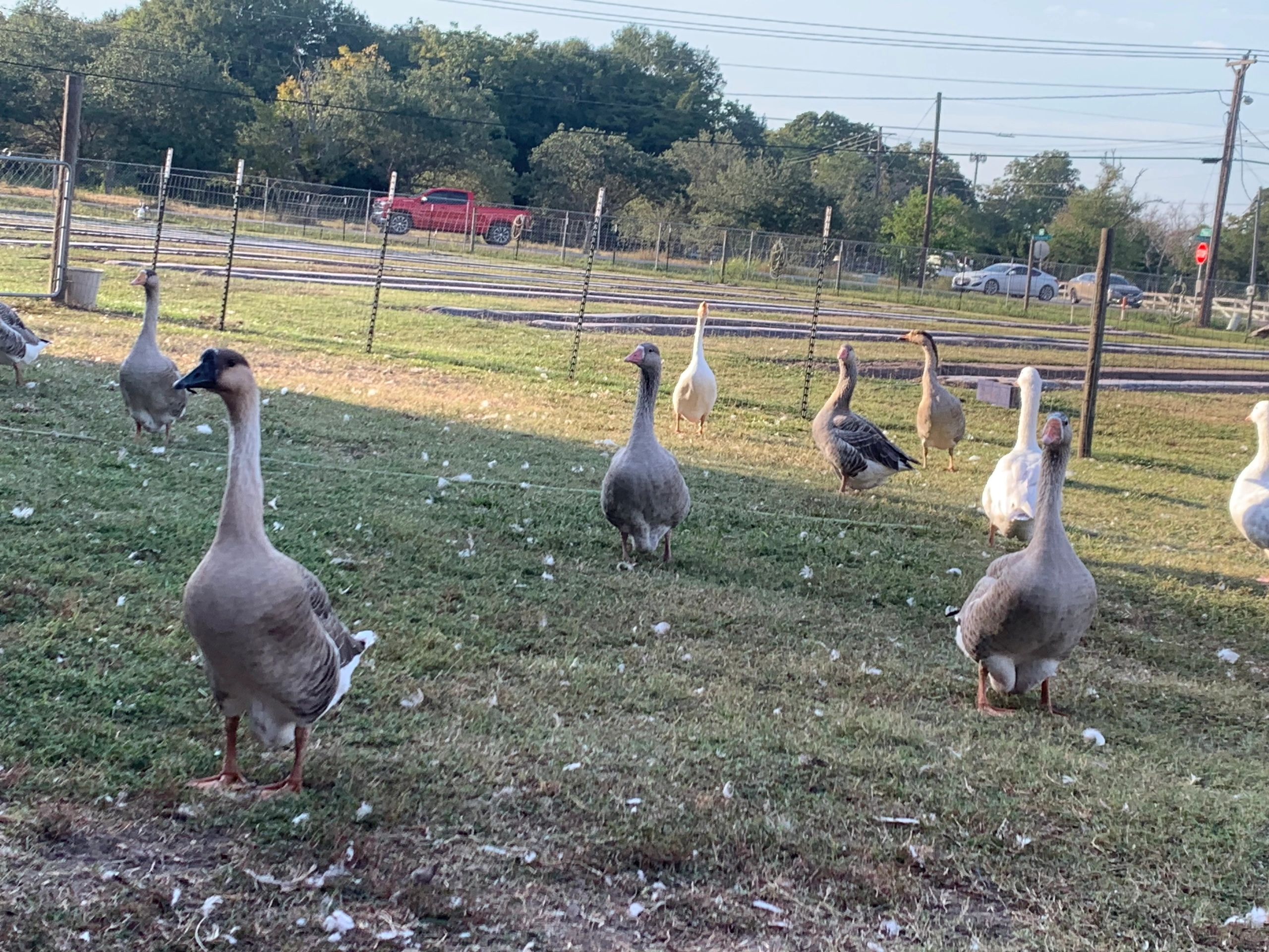 Aggressive Geese: Is It The Male Or Female To Fear? - uhnp0qt