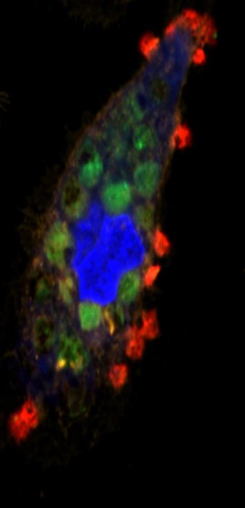Phagocytosis of green fluorescent RBCs vs non-phagocytosed red RBCs. Nucleus; blue.