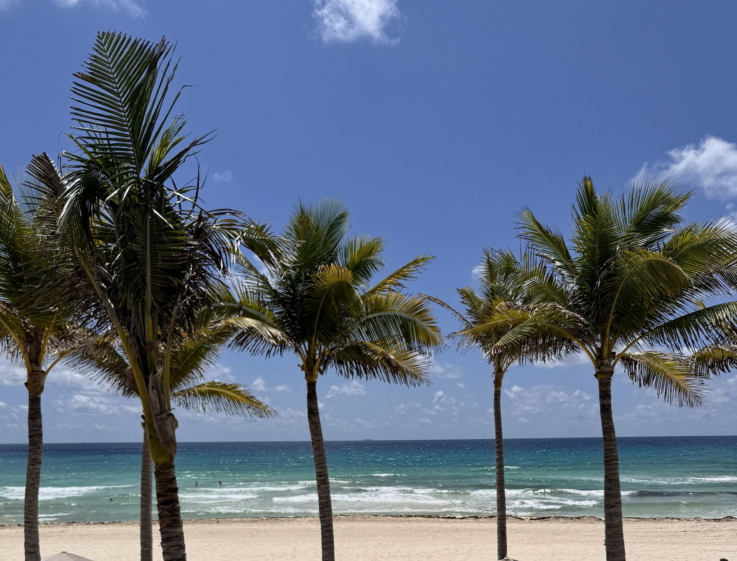 Palm trees lining a beach with blue skies and ocean.