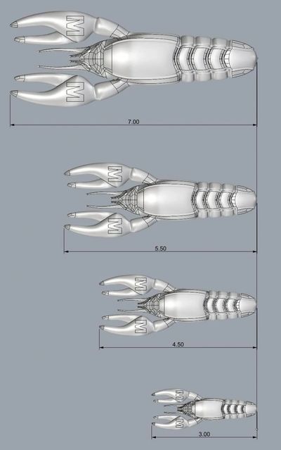 3D models of lobsters in different sizes with measurements.