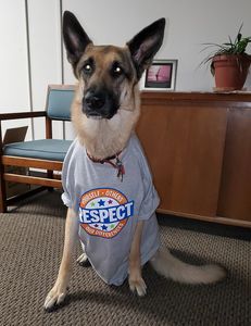 A German Shepherd wearing a "Respect" t-shirt sitting indoors.