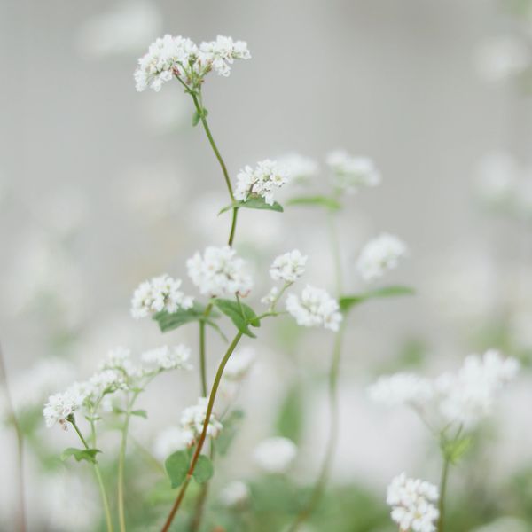 small white flowers emerging from green shoots. 