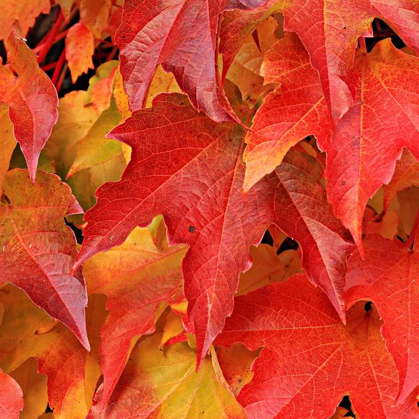 close up of Maple leaves in Autumn, in shades of red and orange.