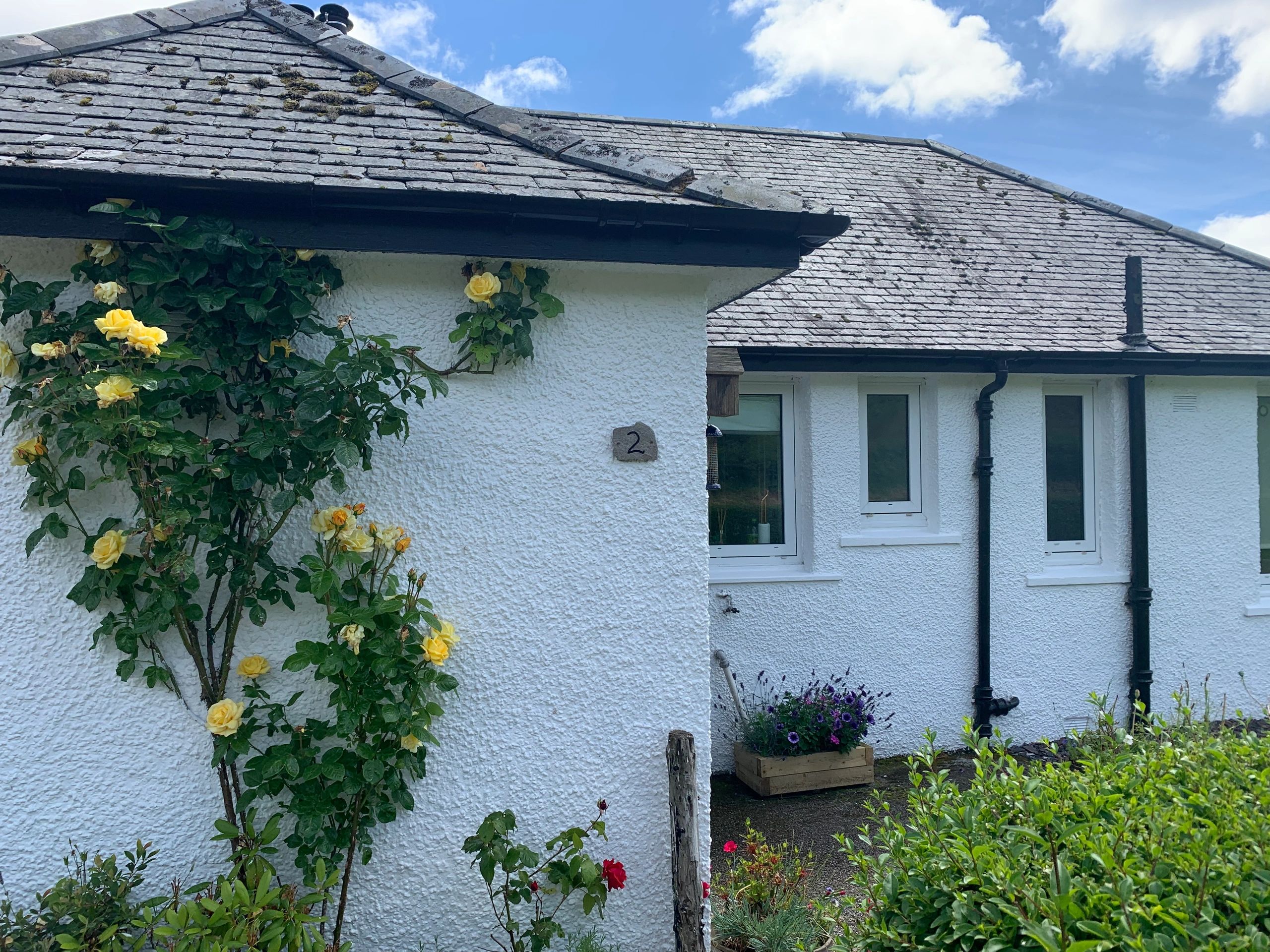 Sunny yellow roses growing up the front of the cottage