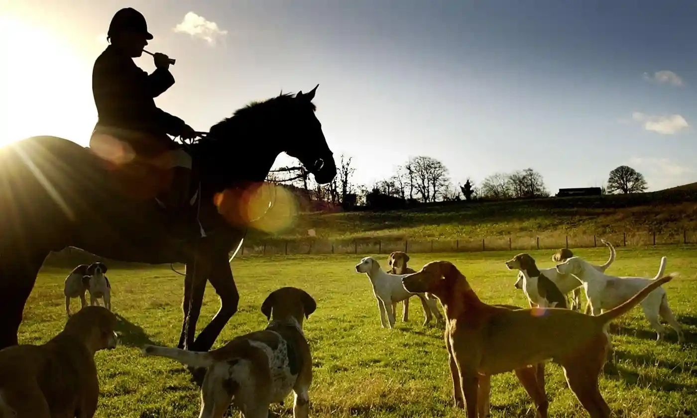 England And Wales Law On Foxhunting Unworkable, Says Police Chief