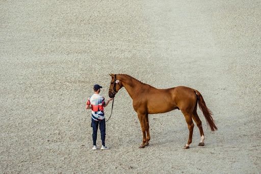 Explosion and Ben Maher (CREDIT: FEI/CHRISTOPHE TANIERE) Explosion and Ben Maher (CREDIT: FEI/CHRISTOPHE TANIERE)