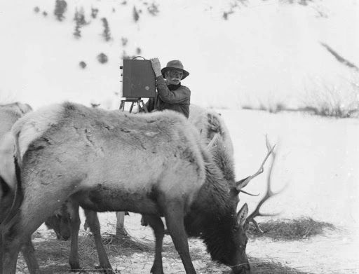 Riding An Elk