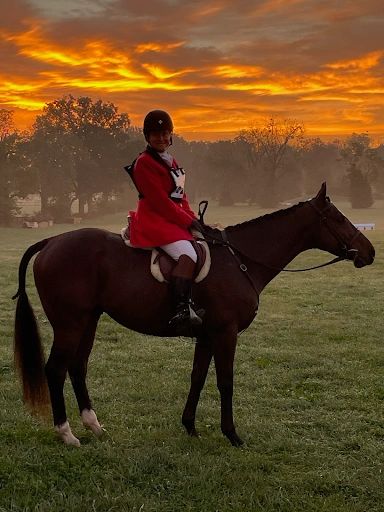 Zapper poised for the Field Hunters competition with Cameron Sadler aboard