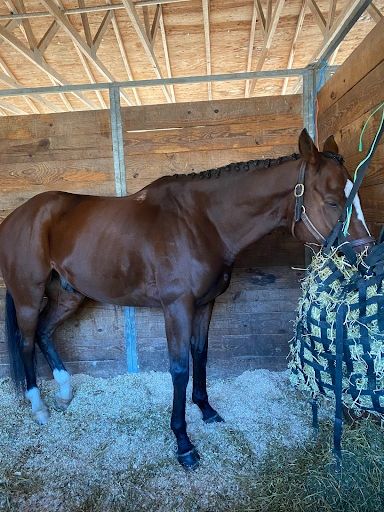 Zapper catches a nap in his stall during a Makeover break (Photo Credit: Cameron Sadler)