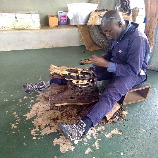 Ebony Wood: The most expensive wood in Africa