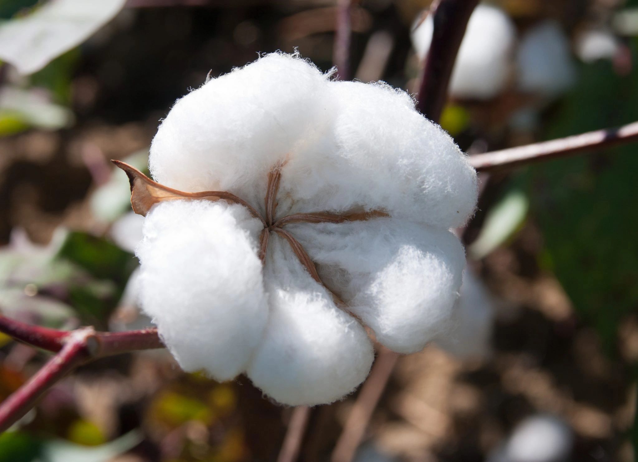 How to Think About Cotton: Plant Growth Regulators