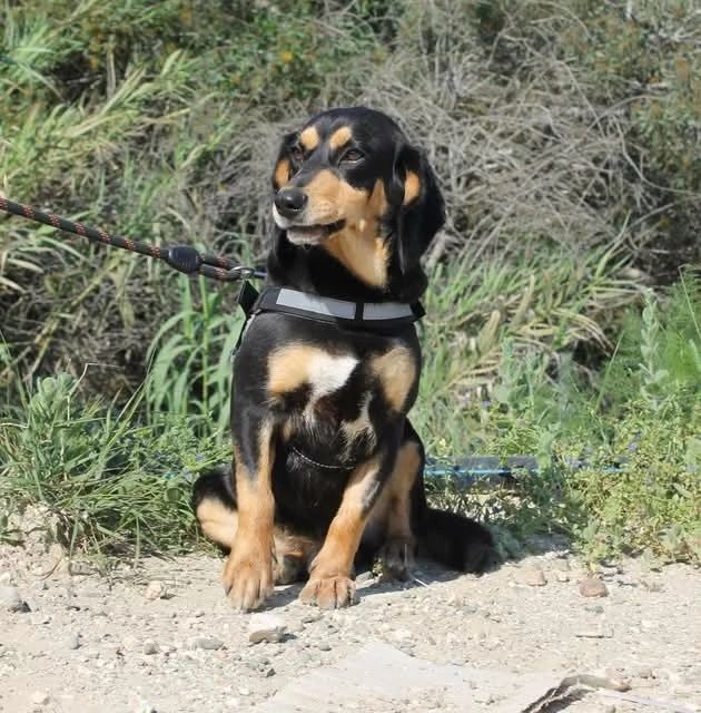 A black and tan dog sitting outdoors on a leash.