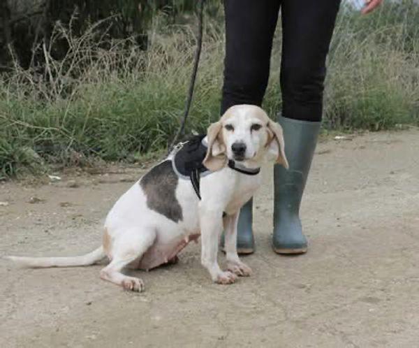 Beagle dog sitting on a dirt road next to a person wearing green boots.