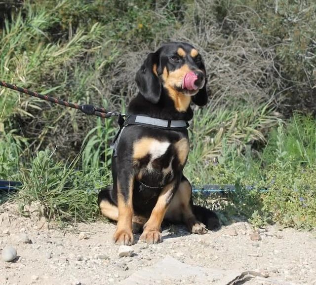 Black and tan dog sitting outdoors with tongue out licking its nose.